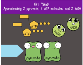 <ul><li><p>Cytoplasm</p></li><li><p>No</p></li><li><p>2 ATP</p><ul><li><p><strong>4 ATP (2 NET)</strong></p></li><li><p><strong>2 Pyruvate</strong></p></li><li><p><strong>2 NADH</strong></p></li></ul></li></ul><p></p>