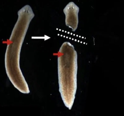 <p>Regulation in Planaria </p>