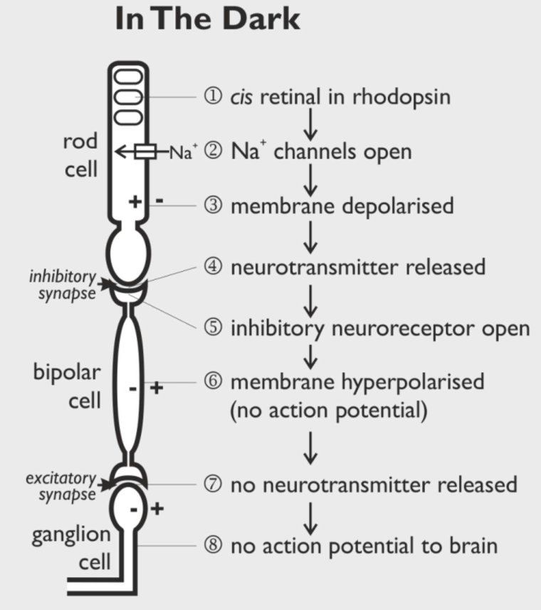 <ul><li><p>In the dark, the Na<sup>+</sup> ion channels are open, so Na<sup>+</sup> ions diffuse in &amp; the rod cell is depolarised, releasing a neurotransmitter at its synapse</p></li><li><p>However, the synapse with the bipolar cell is an inhibitory synapse, so the neurotransmitter stops the bipolar cell generating its own nerve impulses → there are no impulses to the brain </p></li></ul><p></p>