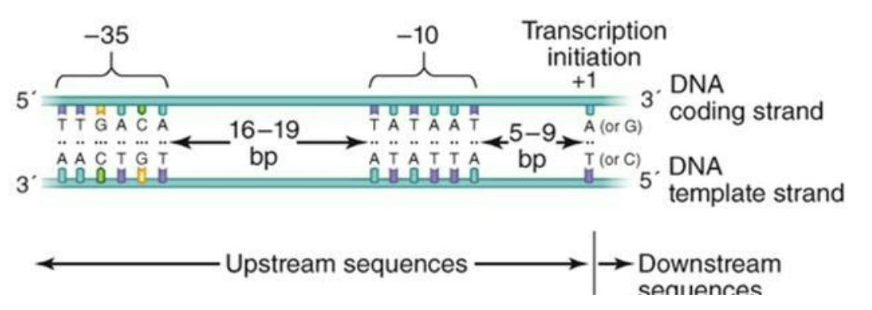 <ul><li><p><strong><em>Promoters</em></strong> direct RNA polymerase to initiate transcription at specific positions on the DNA</p></li><li><p>Bacterial promoters have elements that are bound <strong><em>by sigma factors </em></strong>(-10/-35, for eg. for the main sigma factor RpoD in <em>E. coli</em>)</p></li><li><p><strong><em>Alternative sigma factors</em></strong> can direct the RNA polymerase to the promoters of different sets of genes important under particular conditions (ex. Heat shock, starvation, nutrient depletion)</p></li></ul><p><em>**Memorize image</em></p>