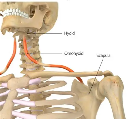 <p>What muscle is highlitghed in orange?</p>