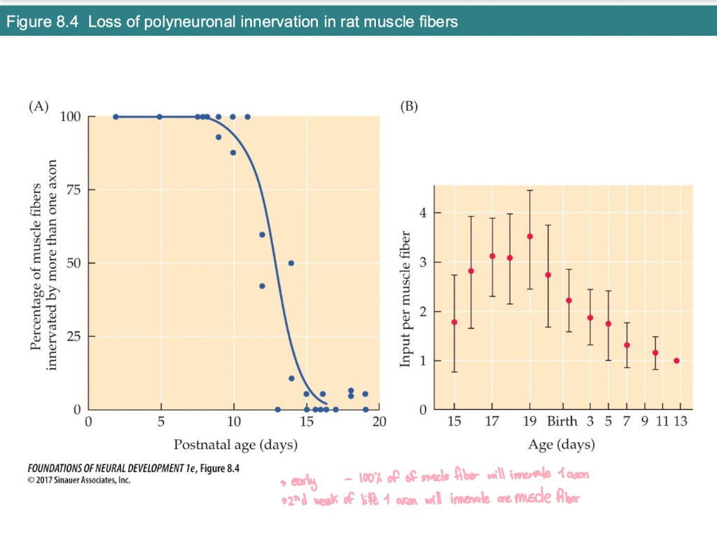 <p>According to Graph B, how does the <strong>number of inputs</strong> per muscle fiber change before and after birth?</p>