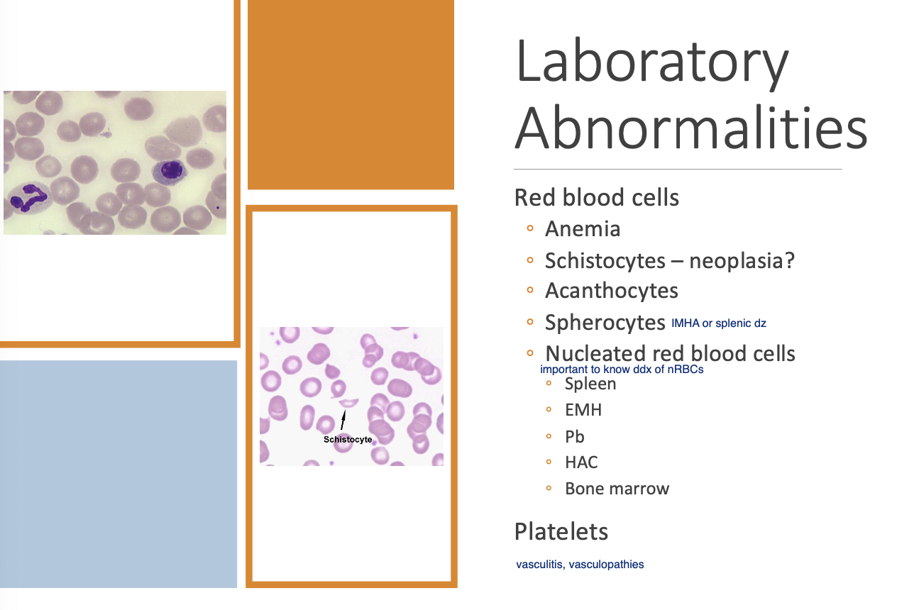 <p>Anemia.</p><p>Schistocytes.</p><p>Acanthocytes.</p><p>Spherocytes</p><p>nRBCs.</p>