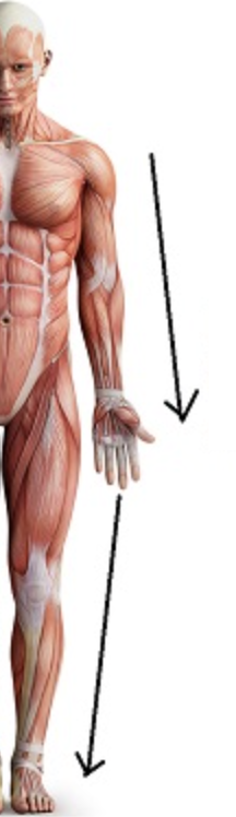 <p>further from trunk or point of origin</p>
