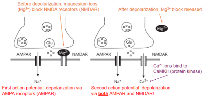 <p>NMDA receptors and calcium influx are required for LTP</p>