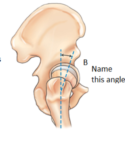 <p>anterior angle (B)</p>
