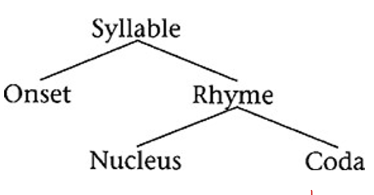 <p><strong>___________: Features that are absent in the L1 can be acquired in the L2</strong></p><ul><li><p><em>Ex. Prosodic Phonology</em></p><ul><li><p><span>Languages vary on what segments they allow in onset, nucleus, and coda position.</span></p></li><li><p><span>English is very permissive, allowing multiple-consonant clusters in onset (</span><strong><em><span>spr</span></em></strong><em><span>ing</span></em><span>) and coda (</span><em><span>si</span></em><strong><em><span>xths</span></em></strong><span>), as well as syllabic consonants in nucleus position (</span><em><span>mitt</span></em><strong><em><span>en</span></em></strong><span>).</span></p></li><li><p><span>Many languages, like Hawaiian, have a strict (C)V structure (allowing no coda)</span></p></li></ul></li><li><p>Language learners must learn to both perceive and produce L2 features absent in their L1 (<em>illusory vowels</em>)</p></li></ul><p></p>