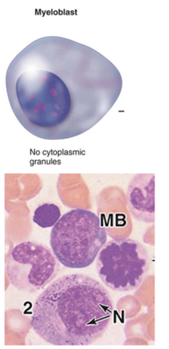 <p>Describe the nucleus of a myeloblast.</p>