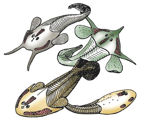 <p>shell skin</p><p>not monophyletic</p>