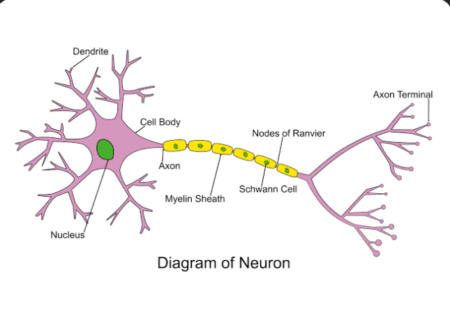 <p>Neurons</p>