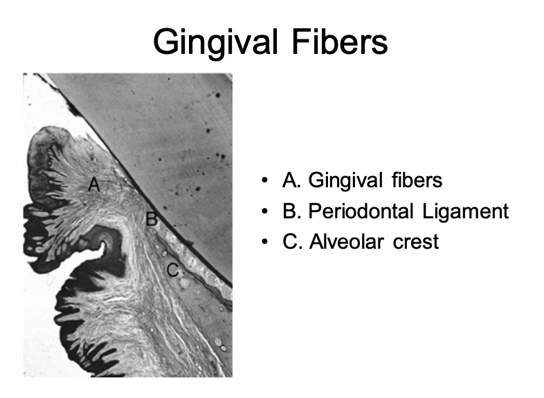 <p>⢠A. Gingival fibers (Connective Tissue)</p><p class="p1">⢠B. Periodontal Ligament</p><p class="p1">⢠C. Alveolar crest</p>