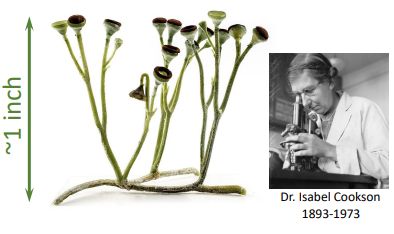 <p>Earliest vascular plants?</p>