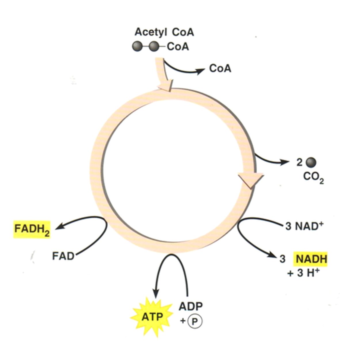 <p>A part of aerobic respiration where the product of glycolysis enters the matrix of the mitochondrion and undergoes a series of enzymatic reactions. Hydrogen is removed and carbon dioxide is excreted.</p>