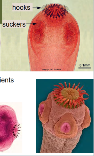 <p>intestinal endoparasites of most vertebrates</p><p>class Cestoda</p><p>highly specialized</p><p>specialized attachment organs (hooks and suckers)</p><p>no sense organs</p><p>no brain or nerve cords</p><p>no mouth or gut</p><p>absorbs host’s pre-digested nutrients</p>