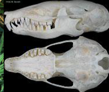 <p>Scalopus aquaticus</p>