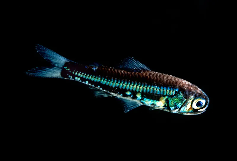 <p>lanternfish</p>