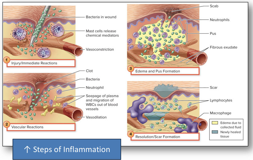 <p>To mobilize & attract immune components to the site of injury. To set in motion mechanisms to repair tissue damage & localize & clear away harmful substances. Destroy microbes & block their further invasion.</p><p>Exudate: blood-borne components that escape into extracellular space</p><p>Edema: local swelling & firmness due to accumulation of exudate into the tissues</p><p>Chemotaxis: Movement of white blood cells from the bloodstream into the tissues, Occurs because white blood cells are actively motile & able to change shape, Receptors on endothelial cells capture WBCs & participate in their transport.</p>