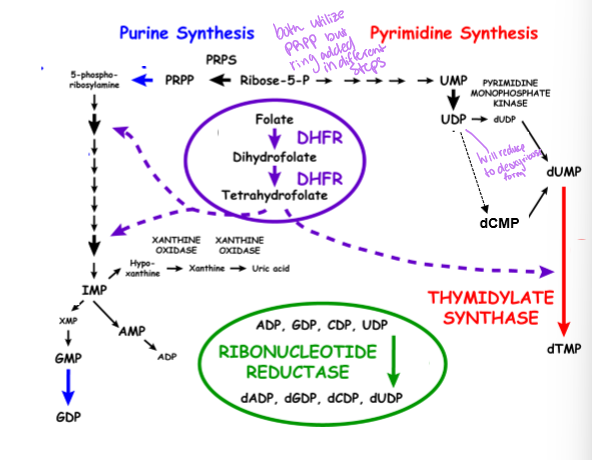 <p>provides carbons and contributes to the synthesis of purines and pyrimidines</p>
