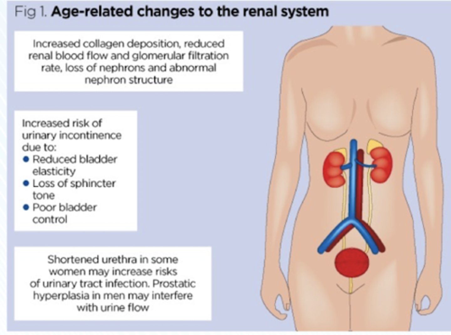 <p>Kidneys become less efficient at removing waste from the blood, and the volume of urine increases somewhat with age</p>
