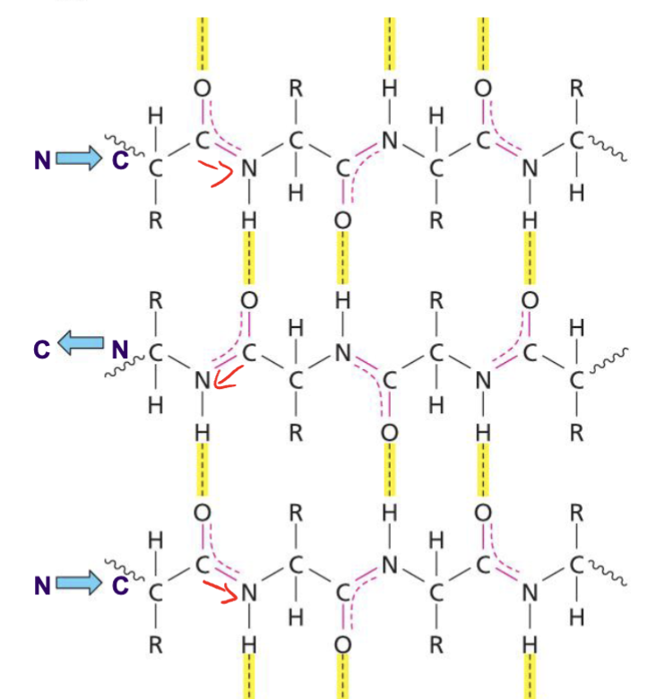 <p>A beta sheet in which all beta strands run antiparallel alternating to one another, forming straight H-bonds between strands in a slightly more stable conformation</p>