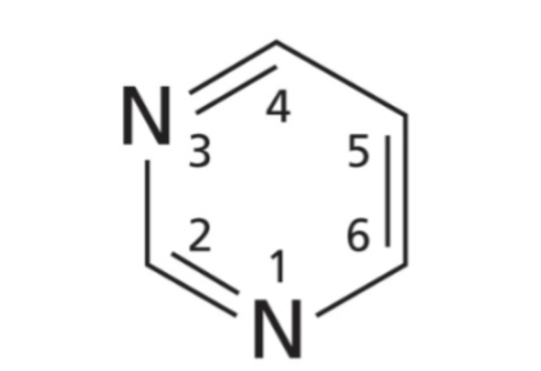 <p>A class of nitrogenous base that contains 1 6-membered ring and 2 nitrogen molecules</p>