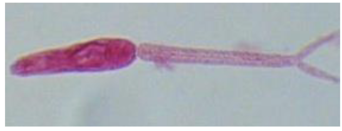 <p>what’s this? <strong>genus</strong></p>