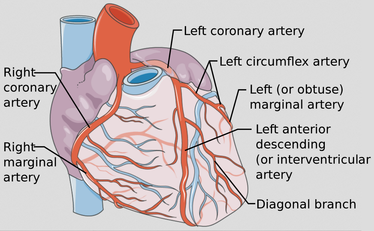 <p>originates from the aorta and supplies oxygen-rich blood to the right side of the heart</p>