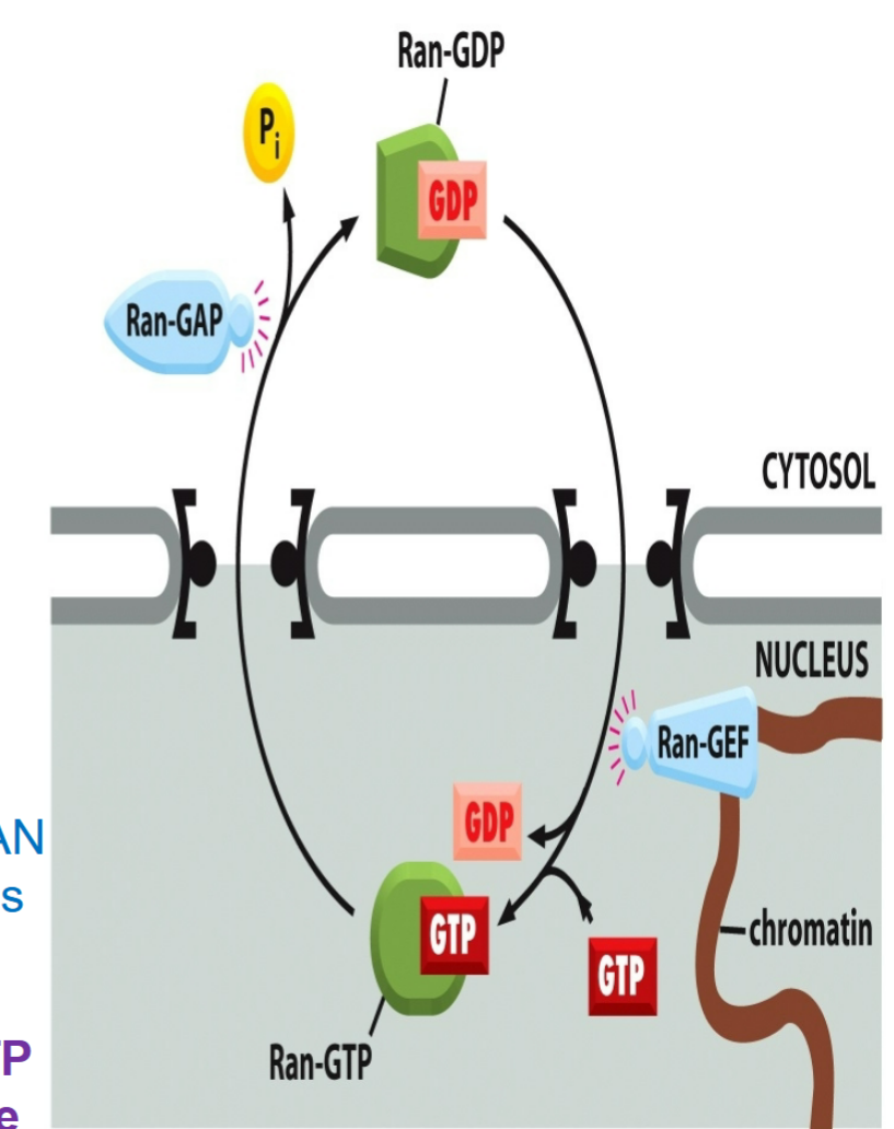 <ul><li><p>one with GTP attached (“on” state)</p></li><li><p>one with GDP attached (“off” state)</p></li></ul><p></p>
