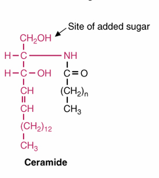<p>an amide bond between sphingosine and fatty acid</p>
