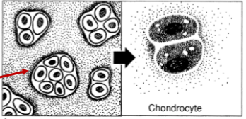 <p>group of daughter cells in close proximity to one another</p>
