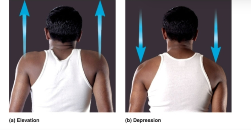 <p><strong>elevation</strong> moves body up</p><p><strong>depression</strong> moves body downward</p>