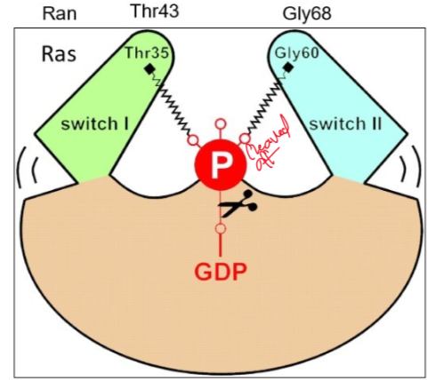 <p>part of Ran structure conformational changes during GTP -> GDP</p>