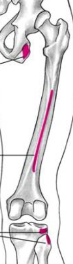 <p>lateral condyle of tibia, head of fibula</p>