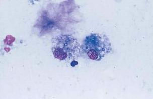 <p>what cell is this</p>