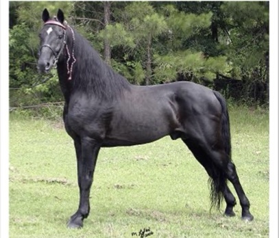 <p>Tennessee Walking Horse</p>
