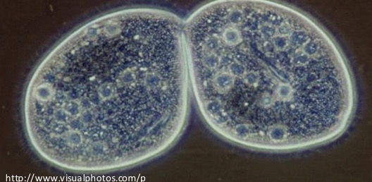 <p>The two paramecium are identical</p>