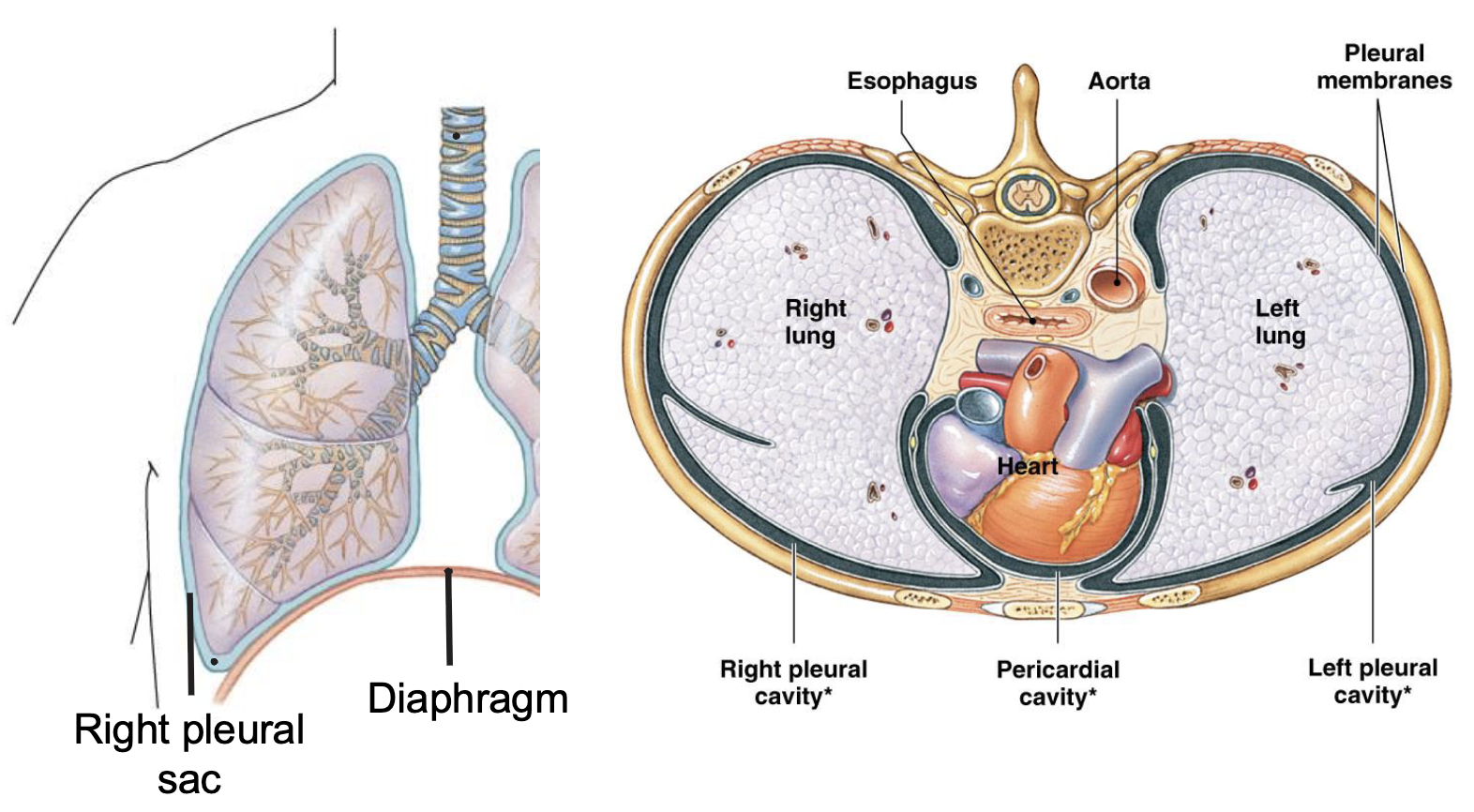 <p>a two-layered membranous sac that surrounds the lungs and lines the chest cavity which allows the lungs to move easily and inflate when breathing</p>