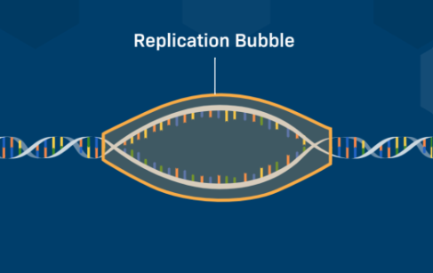 <p>a replication bubble</p>