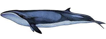<p>Pygmy right whale</p>