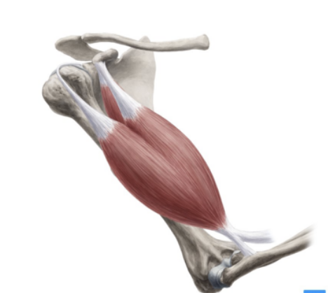 <p>biceps brachii</p>