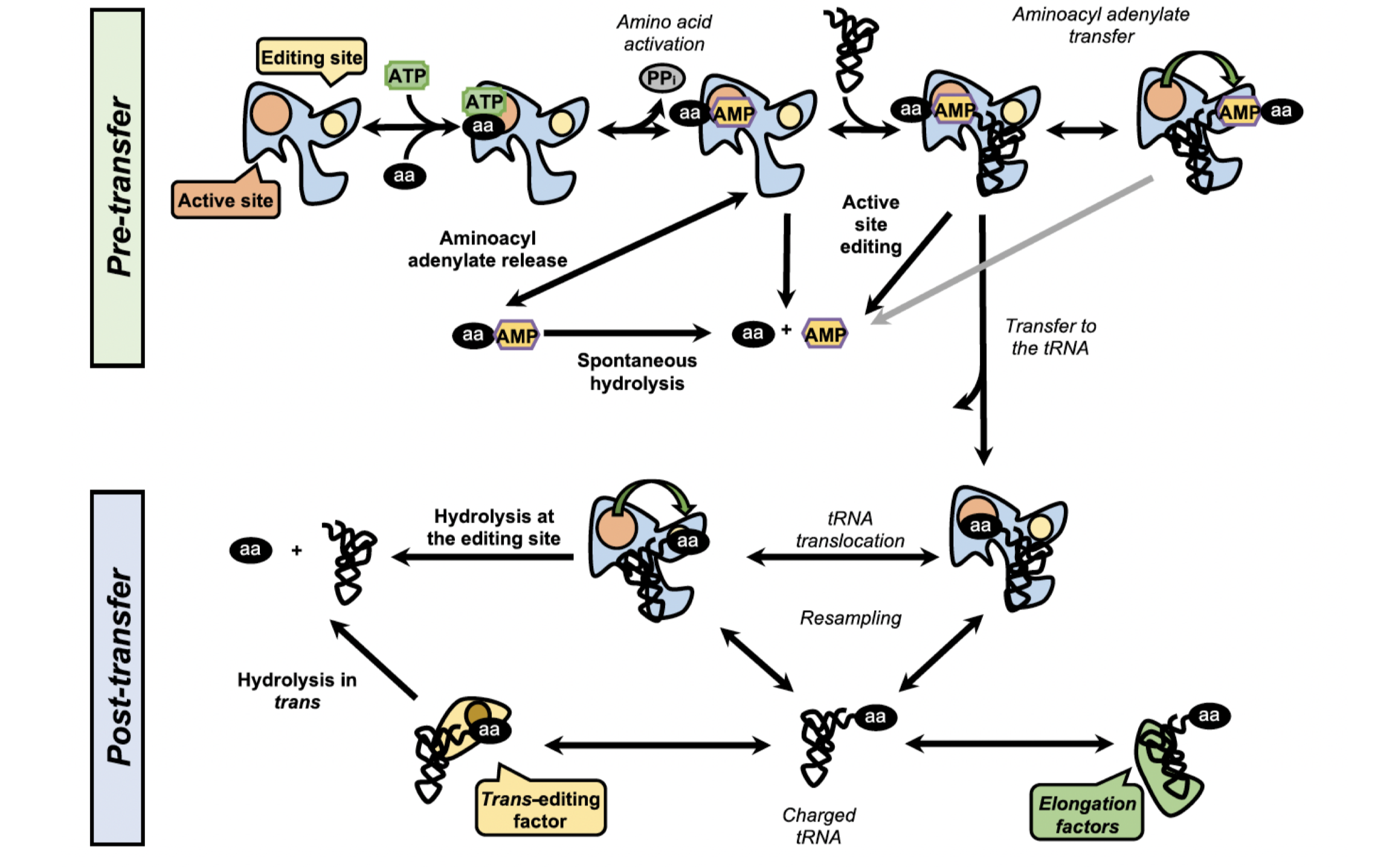 <ul><li><p>for some AA, creating a specific binding pocket is relatively straightforward, such as for proline, which has a distinct and characteristic structure</p><ul><li><p>more challenging for valine vs isoleucine</p></li></ul></li><li><p>AA’s are relatively small molecules</p><ul><li><p>if 2 AA are similar, we might activate the incorrect AA’s</p></li><li><p>must ensure high specificity so that the correct AA is added by the RSs</p></li></ul></li><li><p>multiple proofreading mechanisms have evolved that occur at diff steps (pre tRNA transfer or post-tRNA transfer)</p></li></ul><p></p>