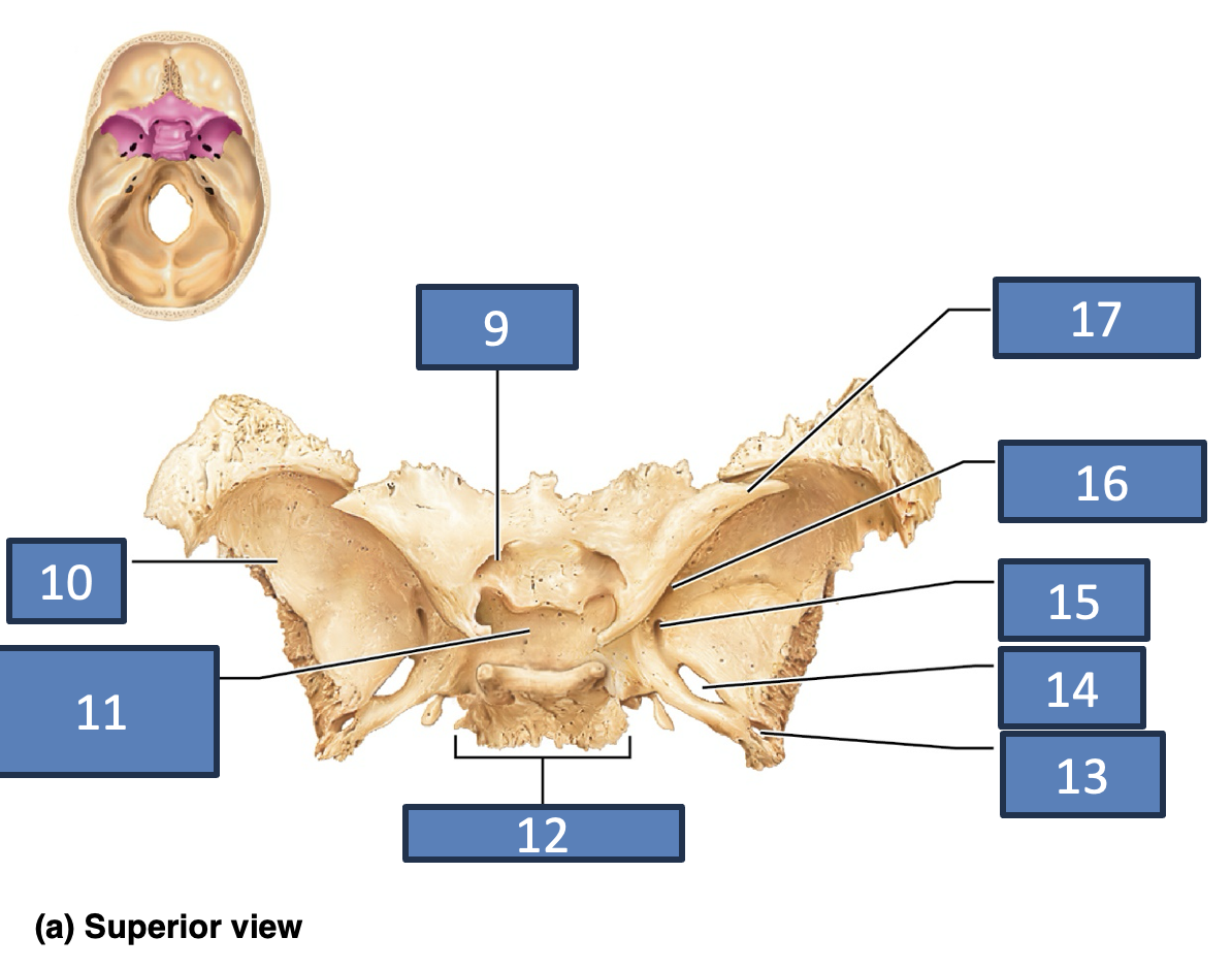 <p>foramen rotundum</p>