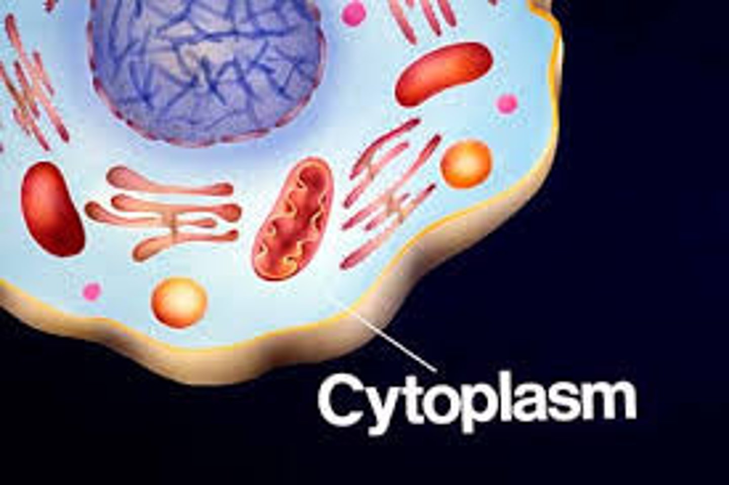 <p>gel like environment which allows organelles to move about the cell</p>