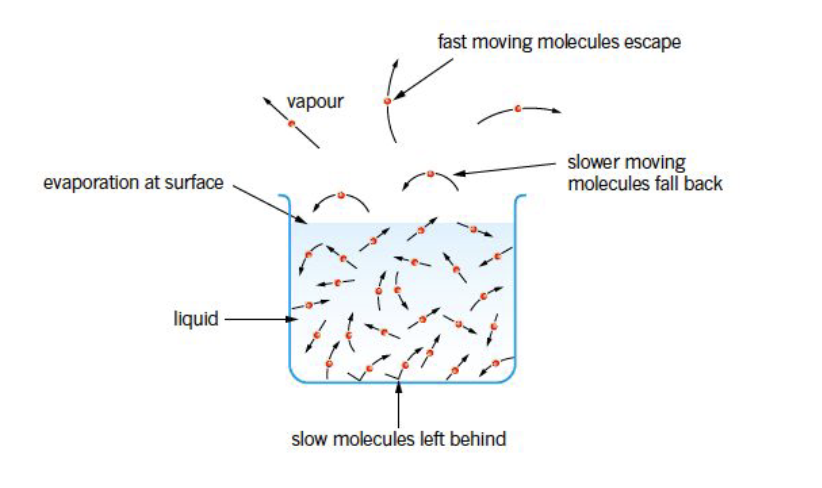 <p>Evaporation occurs when <strong>liquid particles escape from the surface into the gas phase</strong>. The <strong>fastest particles escape</strong>, decreasing the <strong>average energy of the remaining liquid</strong>, causing <strong>cooling (e.g., sweating)</strong>. Rate depends on <strong>volatility (more volatile = faster), temperature (hotter = faster), humidity (more humidity = slower evaporation), and air movement (wind increases evaporation)</strong>.</p>