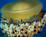 <p>¿Qué es? Taxonomia</p>