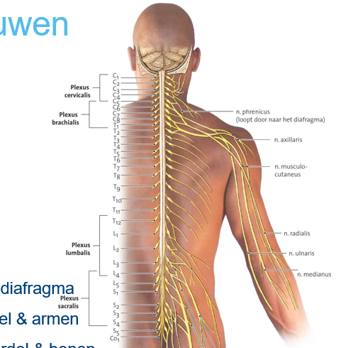 <p>ruggenmergzenuwen C1 tot C5</p><p>halspieren en diafragma</p><ul><li><p>n.phrenicus </p></li><li><p>andere takken </p></li></ul><p></p>