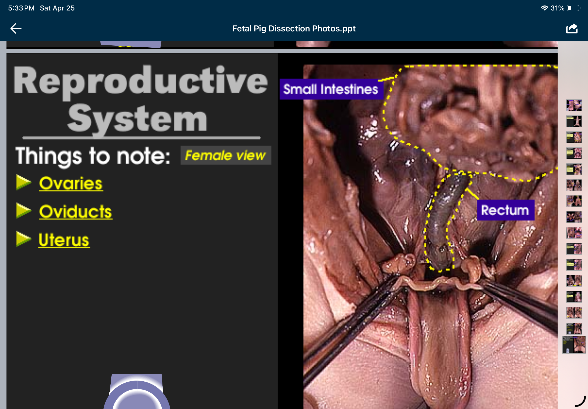 knowt flashcard image