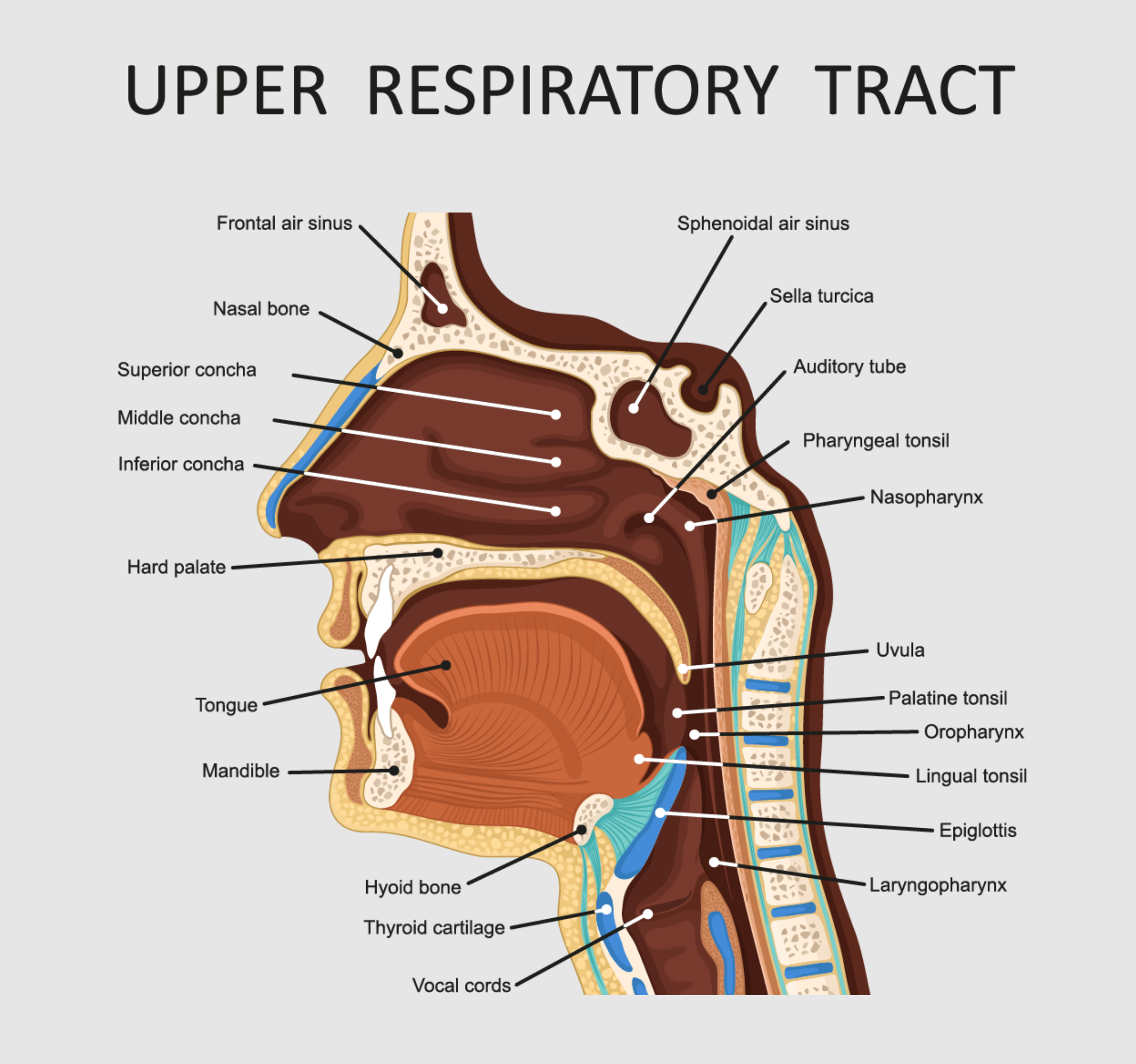 <p>Oropharynx</p>