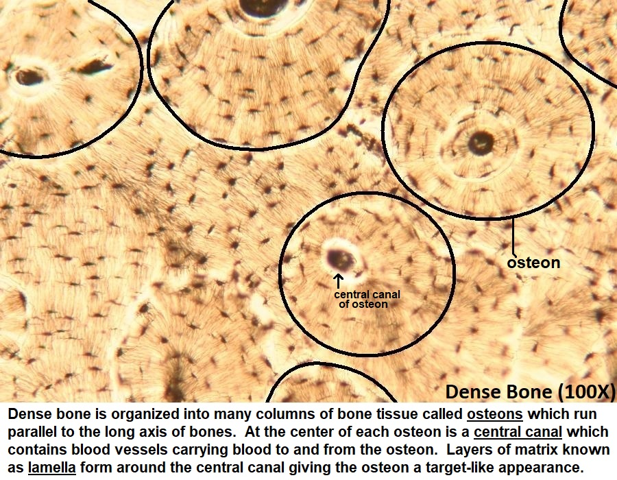 <p>-Function: Supports the body, protects organs, enables movement, and stores minerals</p><p>-Found: Skeleton — skull, ribs, spine, arms, legs, pelvis</p><p>-Description: Hard connective tissue with osteocytes that maintain bone and osteoblasts that build new bone; cells are found in lacunae.</p>
