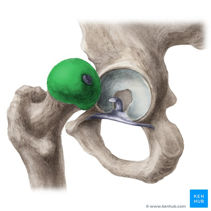 <p>What landmark within Femur?</p>